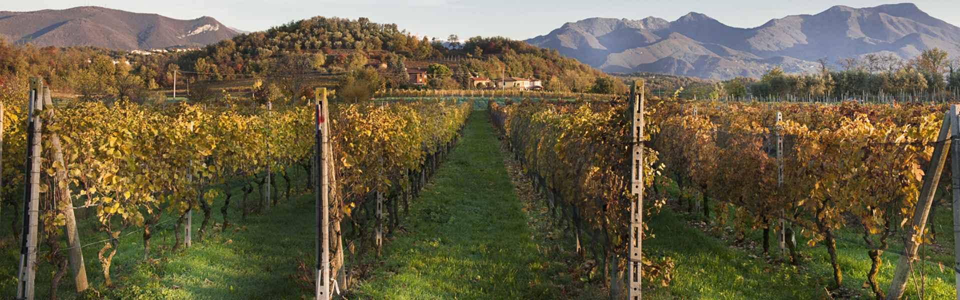 Vigne di Franciacorta